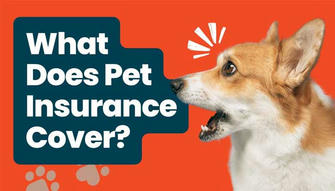 What Does Pet Insurance Cover?