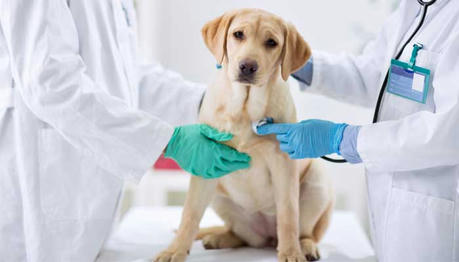 Vet Insurance Acceptance: A Guide for Pet Owners