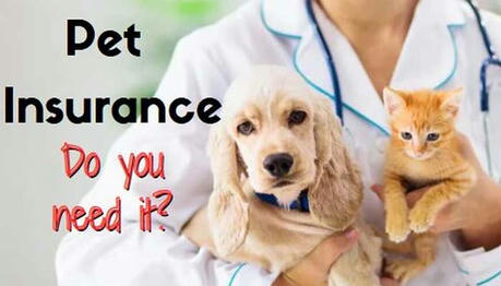 Why Do I Need Pet Insurance?